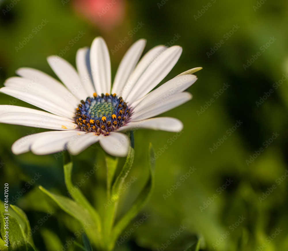 Fototapeta premium A white Cape Marguerite daisy bloom, closeup.