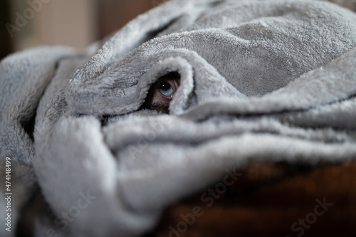 A cat in a blanket © mathias.elle