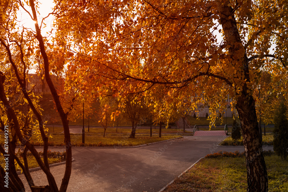 Sunset in an autumn birch park with golden leaves  .