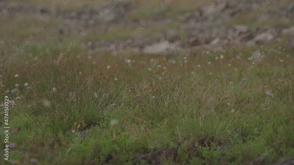 Hail falling on grass in slow motion Hail falling on grass in slow motion