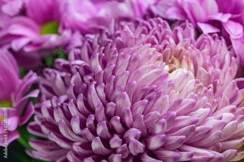Colorful purple chrysanthemum flower close-up