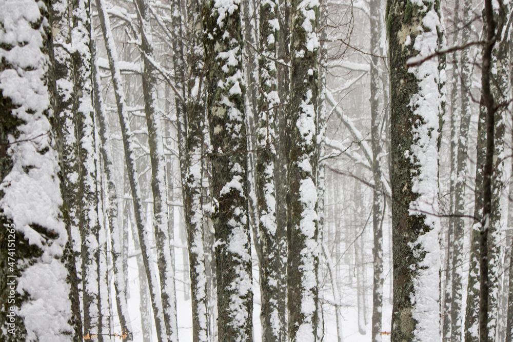 Fototapeta premium snow in the forest in italy