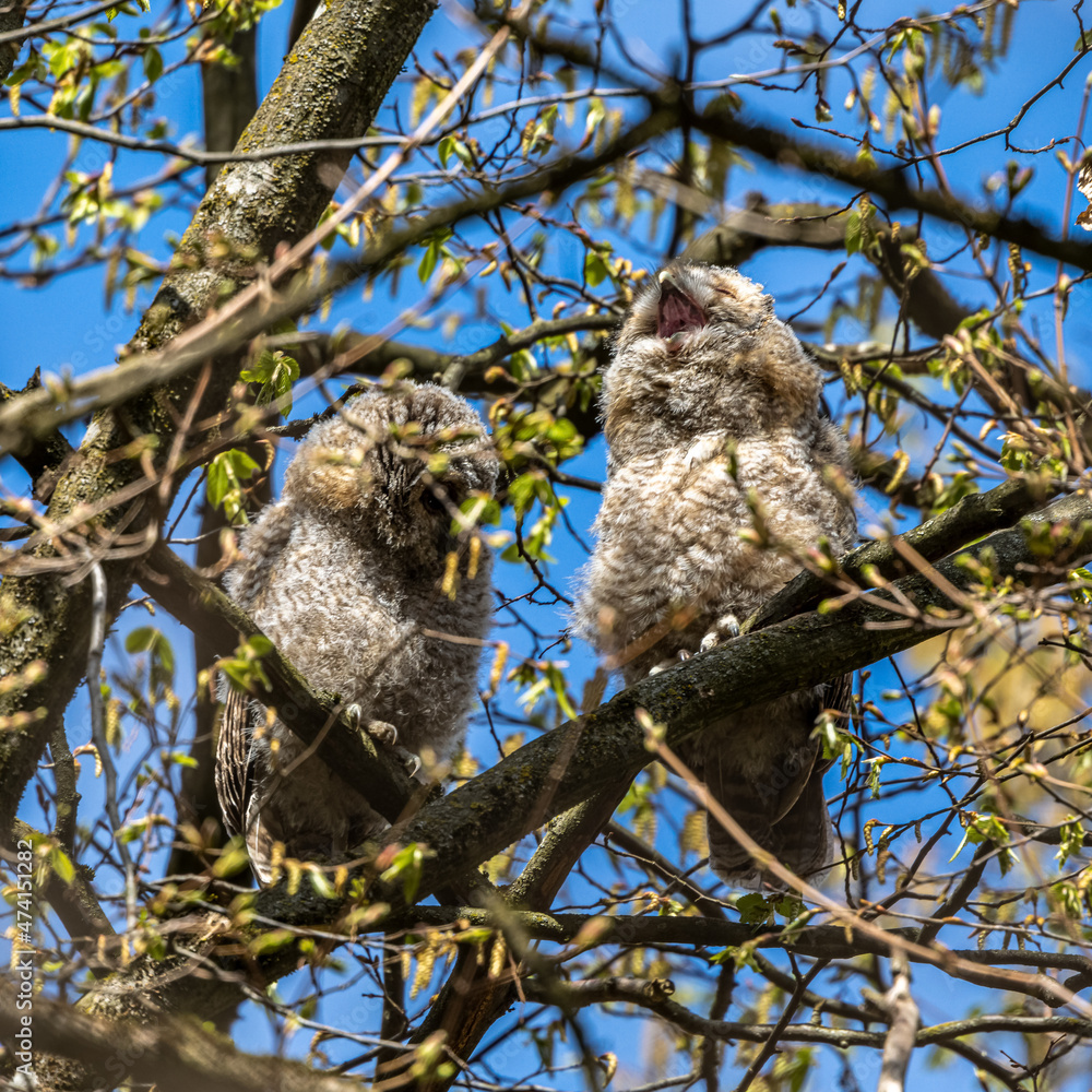 Juvenile tawny owls, Strix aluco perched on a twig Juvenile tawny owls, Strix aluco perched on a twig