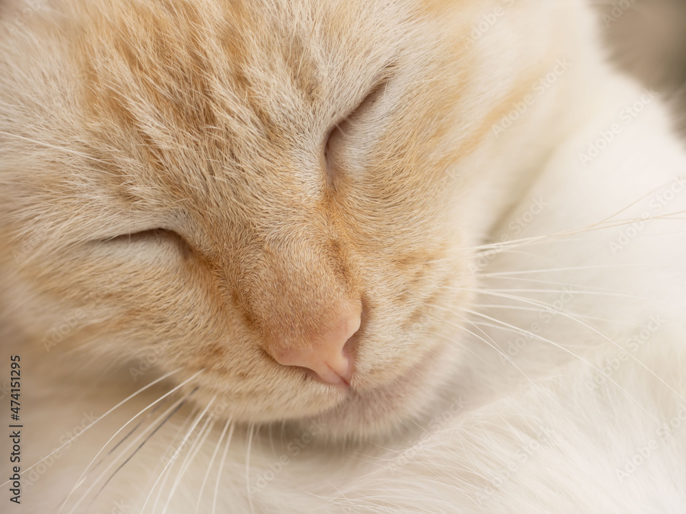 cute white cat with ginger muzzle is sleeping. close up portrait of sleeping beautiful cat with bowed head