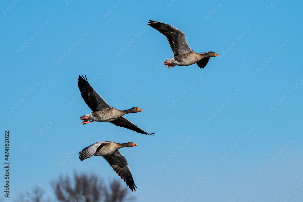 Fototapeta premium The flying greylag goose, Anser anser is a species of large goose