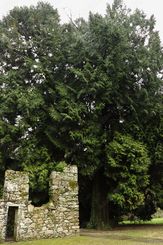 Stone house in ruins next to a large leafy fir tree, in the park of Santo Domingo de Bonaval, in Santiago de Compostela. Vertical image Stone house in ruins next to a large leafy fir tree, in the park of Santo Domingo de Bonaval, in Santiago de Compostela. Vertical image