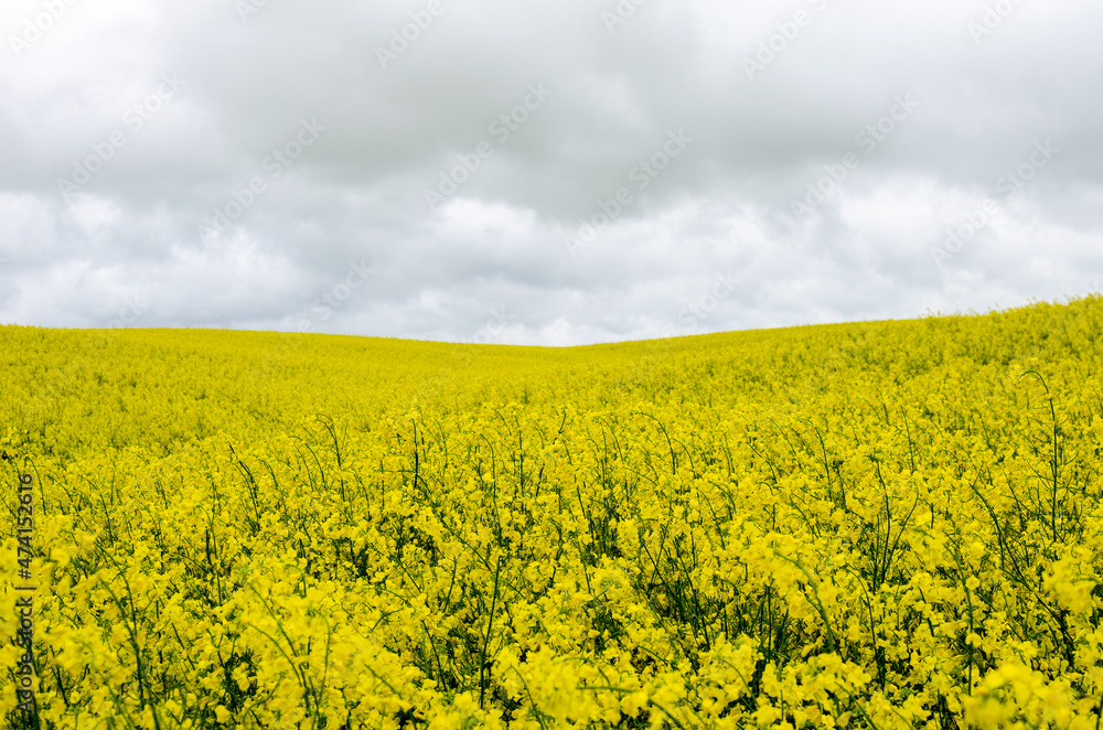 Rapeseed grows in the hills. Uneven rapeseed field