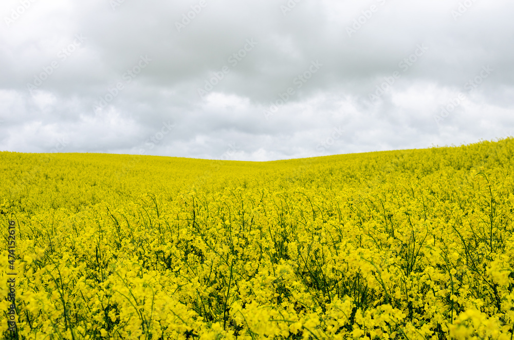 Rapeseed grows in the hills. Uneven rapeseed field Rapeseed grows in the hills. Uneven rapeseed field