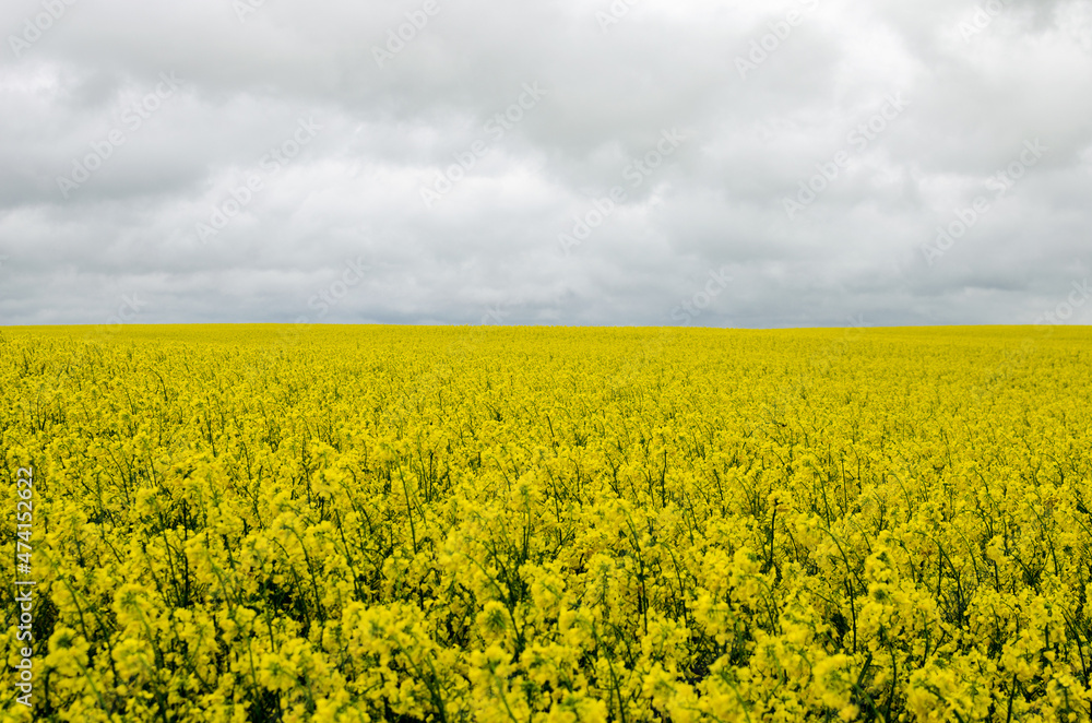 Blooming rapeseed field. Blooming rapeseed with gray sky and clouds