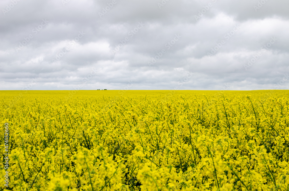 Bright yellow rapeseed flowers growing on field