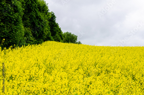 Rapeseed grows next to the forest. The forest protects rapeseed stalks from strong gusts of wind