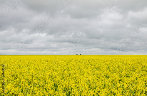 A yellow rapeseed field to the very horizon. Growing rapeseed for export