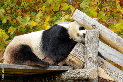 Panda Géant qui dort sur une plateforme en bois dans son enclos d'un zoo