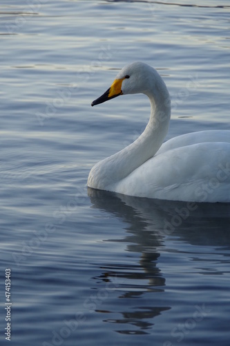 湖の一羽の優雅な白鳥。日本の北海道の屈斜路湖で。