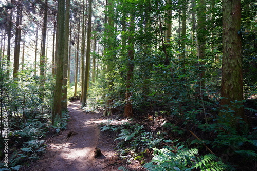 a fascinating pathway through cedar forest