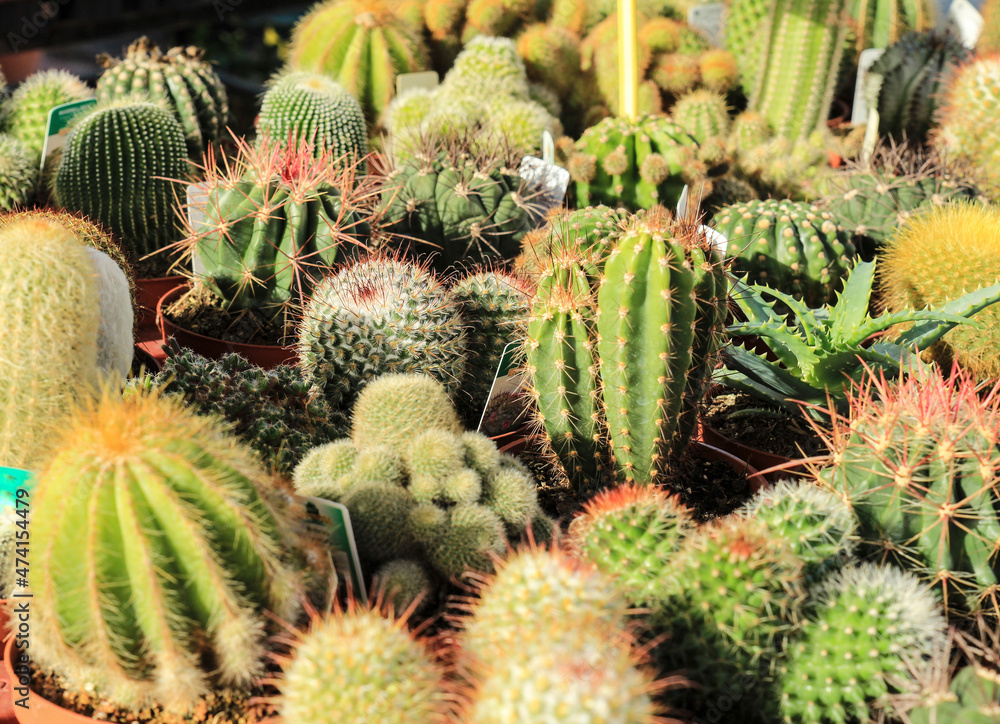 Pots of different kind of cactus for sale Pots of different kind of cactus for sale