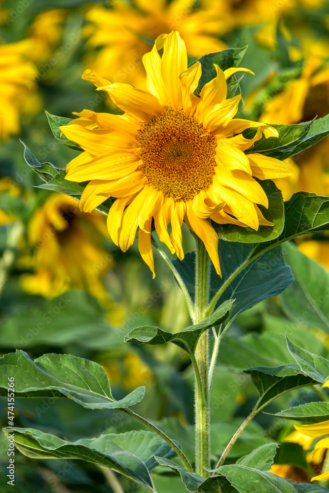 Fototapeta premium Sunflower flower closeup on a blurred background. Blooming plant