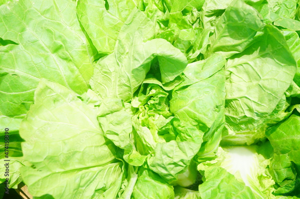 Fototapeta premium Close up of cabbage