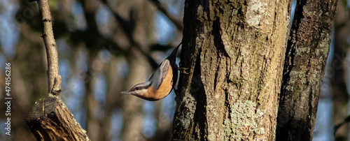 Sitta europaea
