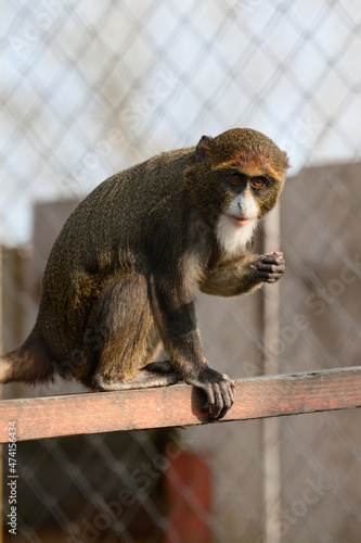 De Brazza monkey Cercopithecus zanectus from Africa in captivity, isolated moth in a zoo.