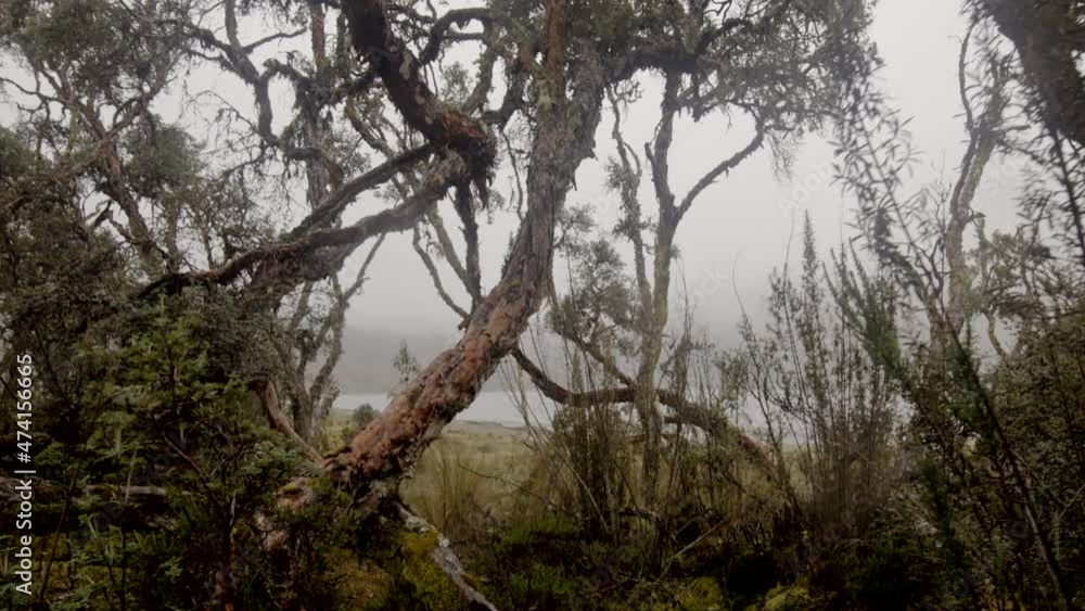 Cloud forest and vegetation, steady cam Cloud forest and vegetation, steady cam