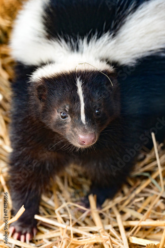 A skunk is a resident of a zoo, an animal that emits an unpleasant odor when it senses danger. © Niko_Dali