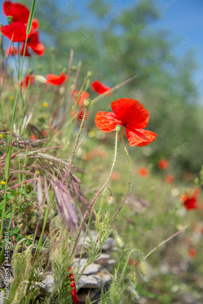 Red poppy flowers blooming among green grass in summer