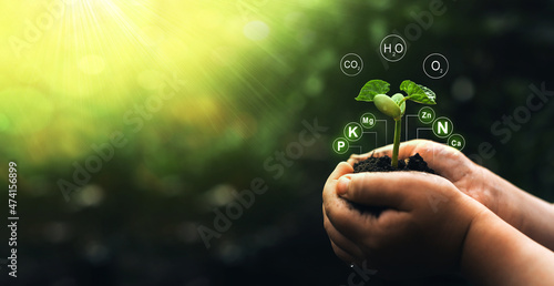 Fertilization and the role of nutrients in plant life. Bean plant in hand on sunny background with digital mineral nutrients icon.Factors necessary for the process of plant growth and development.