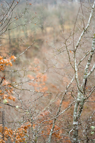 Beautiful autumn background with the colours of the season. Tree branches, leaves, the forest is after the rain. Selective focus. © Valentina