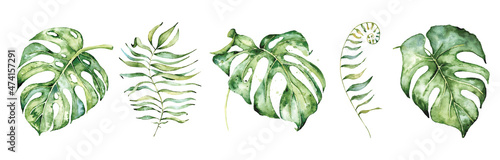 Watercolor monstera leaves set. Tropical plant hand drawn illustration