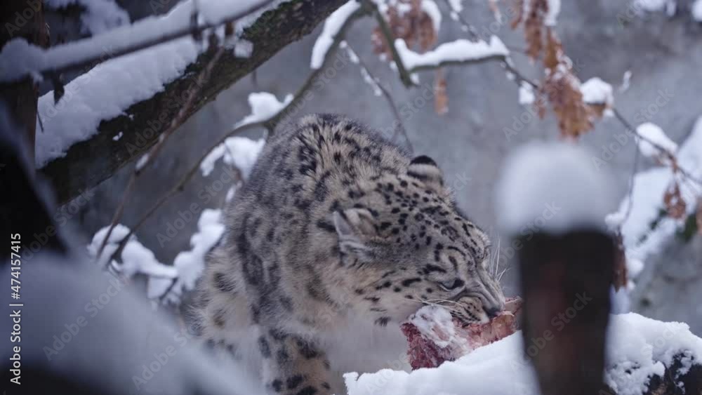 Snow leopard eats meat in winter Snow leopard eats meat in winter