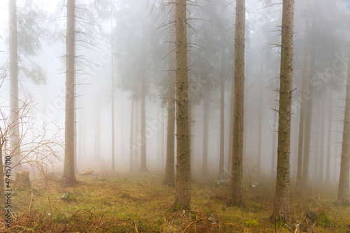 bosco nella nebbia