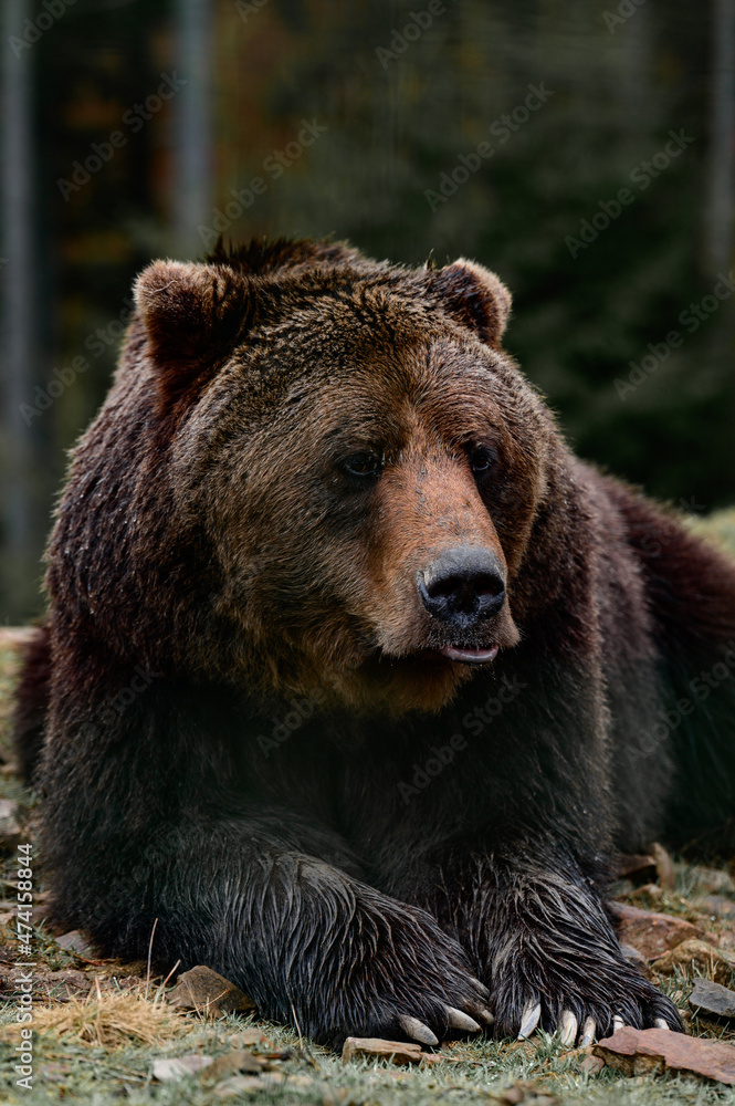 Young brown bear in the Carpathian forests of Ukraine.