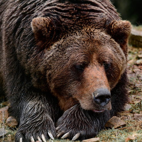 Wallpaper Mural Brown bear of Synevyr glade of Zakarpattia region in Ukraine. Torontodigital.ca