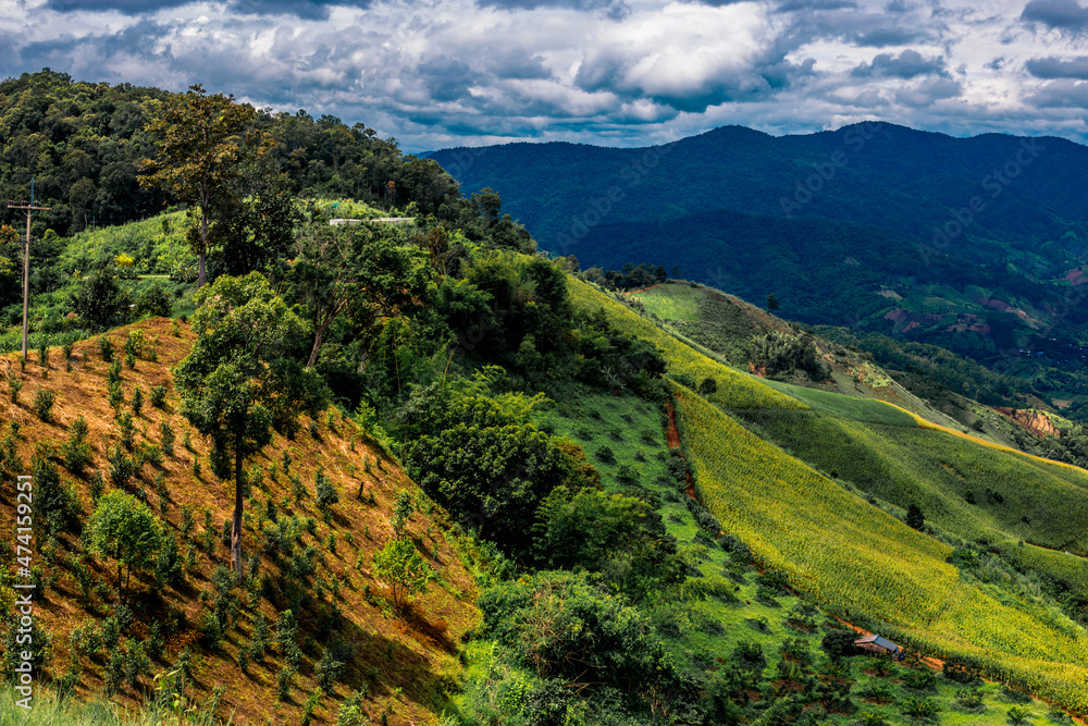 The close-up natural background of green rice fields, behind a large mountain and mist flowing through the blurred foliage, is a natural beauty seen in the countryside