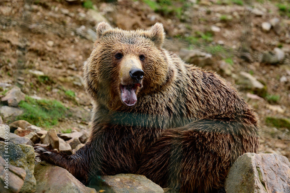 A brown inhabitant of the Carpathian forests, a brown bear in the rehabilitation center of Synevyrska Polyana. A brown inhabitant of the Carpathian forests, a brown bear in the rehabilitation center of Synevyrska Polyana.