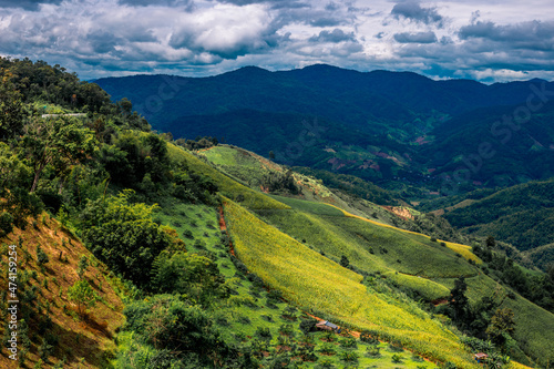 The close-up natural background of green rice fields, behind a large mountain and mist flowing through the blurred foliage, is a natural beauty seen in the countryside