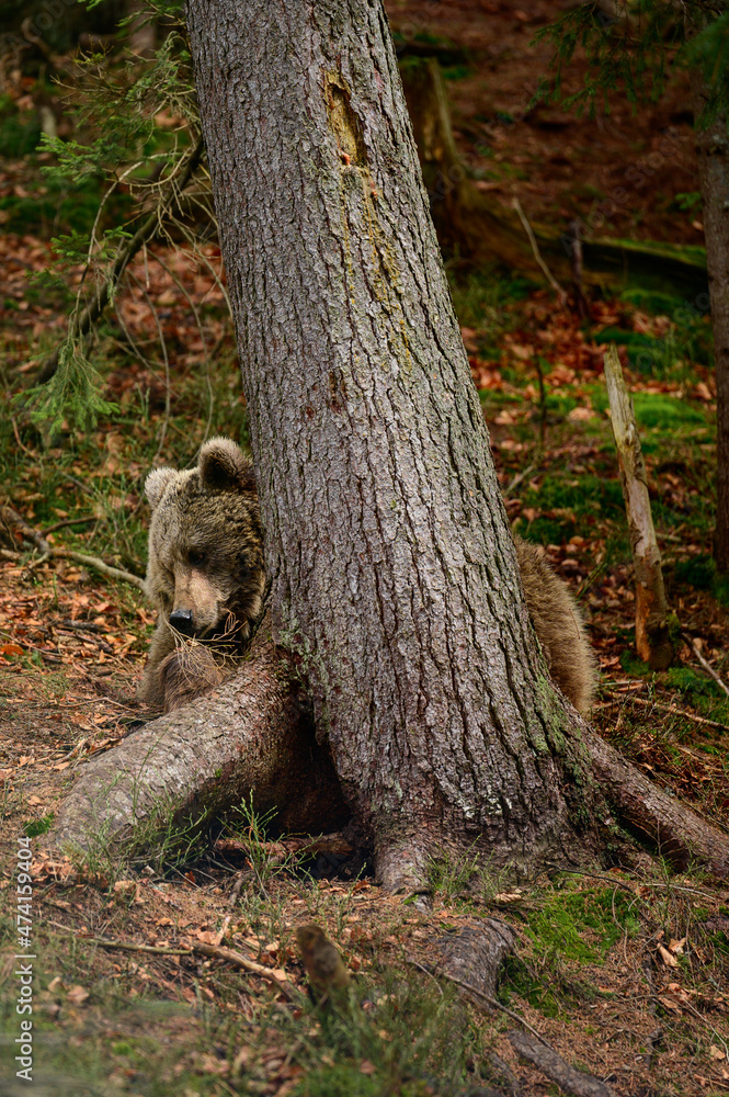 Fototapeta premium Great forest bear hunter on a walk, hunting and searching for food.