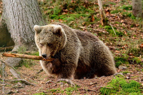 Playful predator with a wooden stick, a bear holding a wooden stick and playing with it.