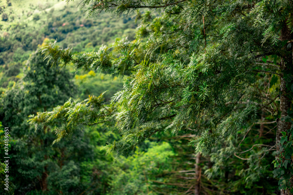 The close-up natural background of green rice fields, behind a large mountain and mist flowing through the blurred foliage, is a natural beauty seen in the countryside