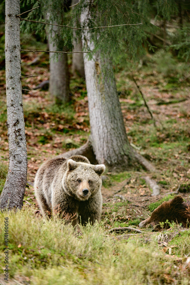 Fototapeta premium Brown bears of the rehabilitation center in Ukraine, rest of two bears, predators in nature.