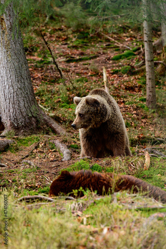 Two large brown bears resting in the forest, inhabitants of the Ukrainian Carpathians, large and aggressive mammals.