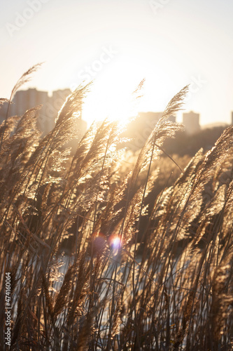 Field og wild grass at sunset