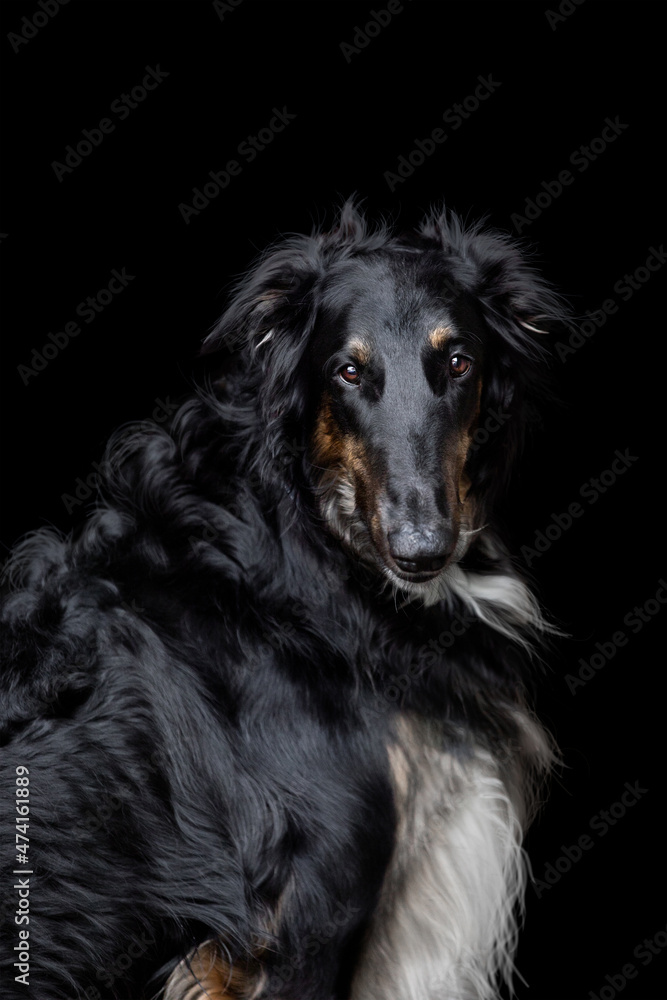 Fototapeta premium Russian Wolfhound dog head isolated closeup on black background. Elegance portrait of black big dog on dark background.