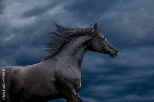 Black elegance Arabian horse gallops on stormy sky. Horse portrait closeup runs on dark blue background. © Alexia Khruscheva