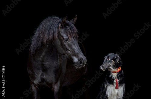 Arabian horse and Russian Wolfhound dog isolated on black background. Portrait of black dog and black horse standing together on black background.