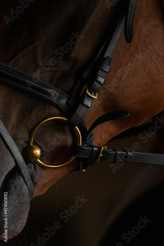 Part of the brown horse's head closeup on dark background. Horse in a black bridle with gold metal inserts.