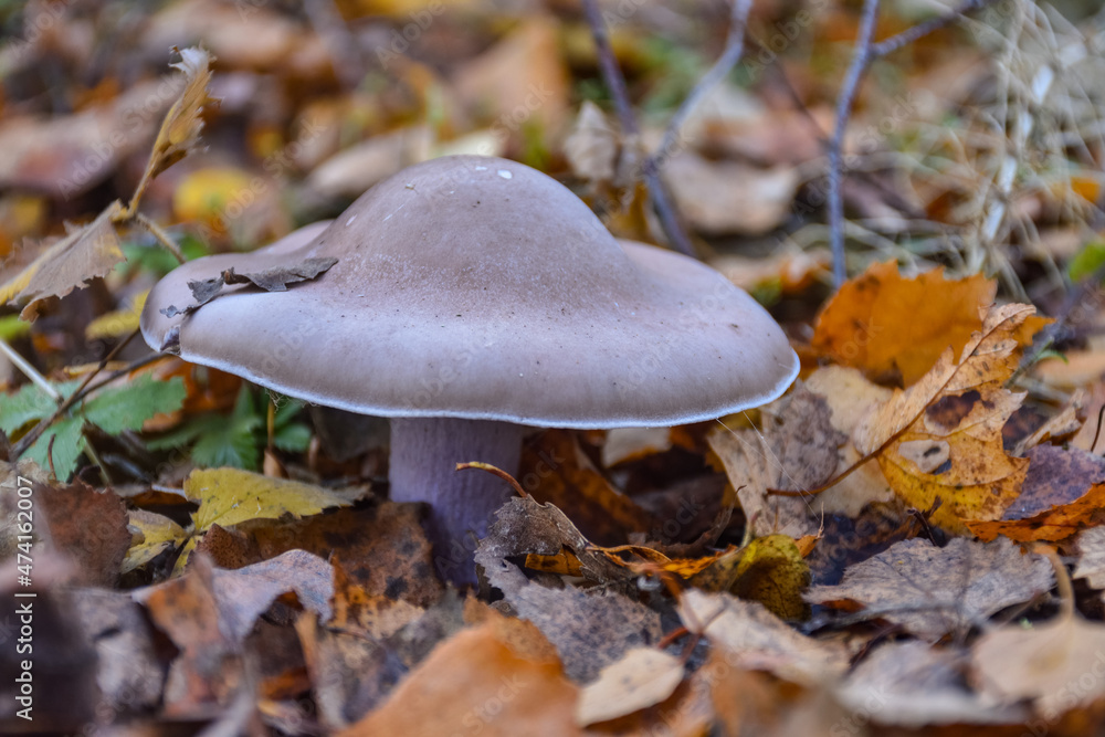 mushroom ryadovka purple in the grass close-up, mushroom close-up in the forest mushroom ryadovka purple in the grass close-up, mushroom close-up in the forest
