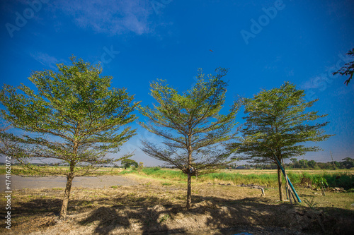 Blurred natural background of trees that grow on the edge of a lake or rural marshes and creeks and small boats for subsistence fishing  the beauty of seasonal ecosystems  clear skies.