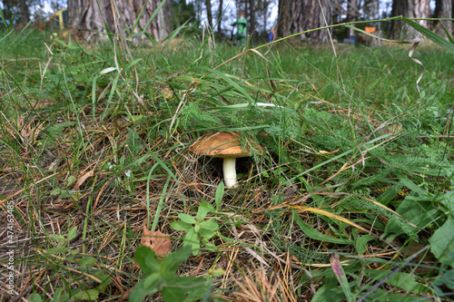 oiler mushroom in the grass close-up, mushroom close-up in the forest